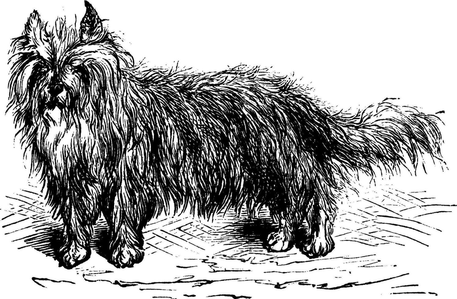 skye terrier o del perro lupus familiaris Clásico grabado vector