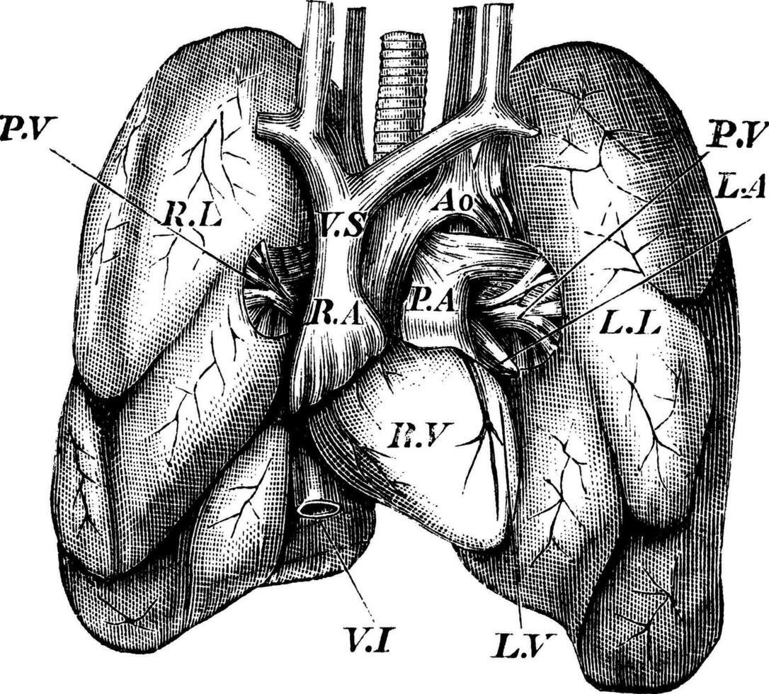 Human Heart and Lungs vintage engraving vector