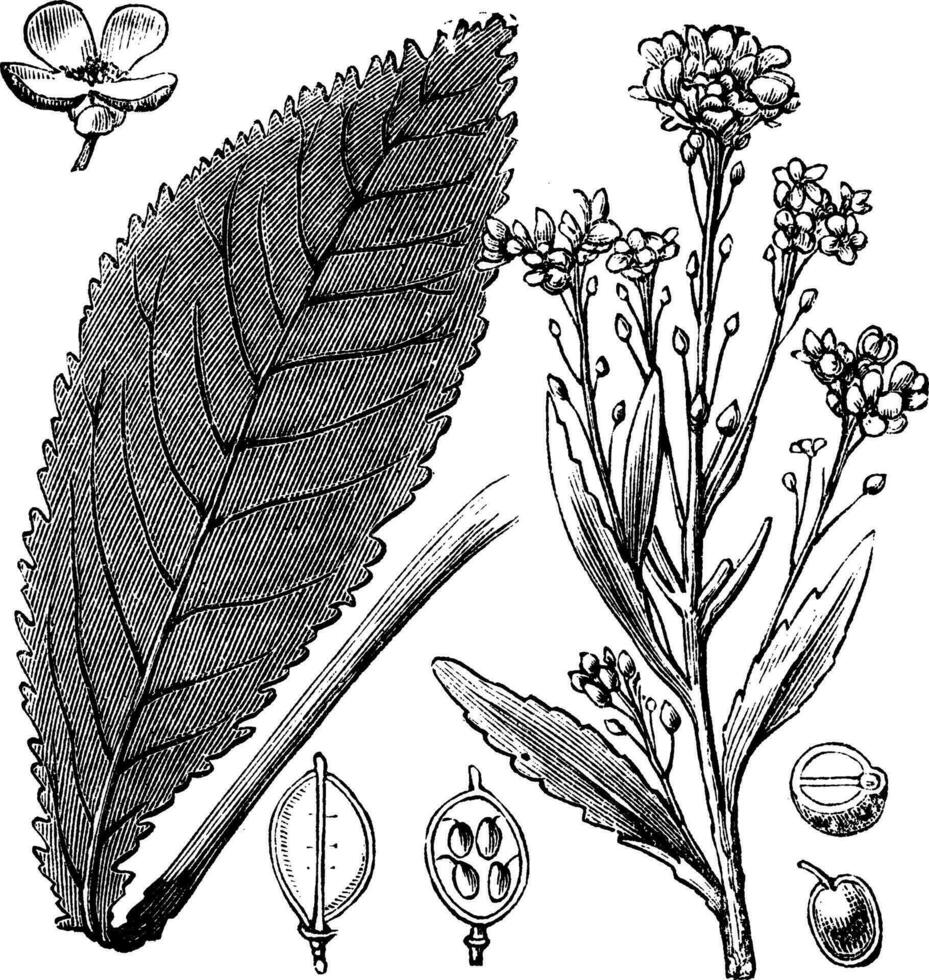 Scurvy-grass or Scurvy Grass or Scurvygrass or Spoonwort or Cochlearia sp. vintage engraving vector
