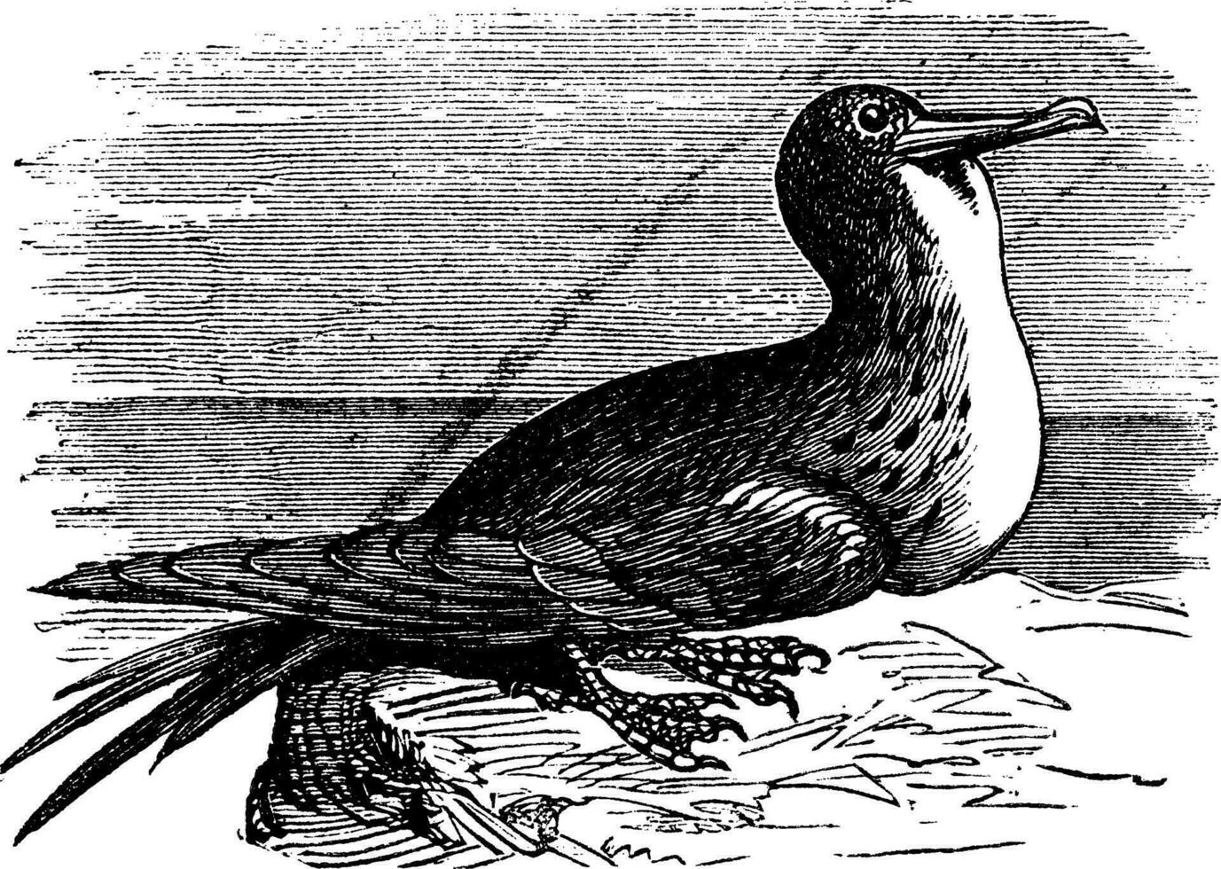 Great Frigatebird or Fregata minor  vintage engraving vector