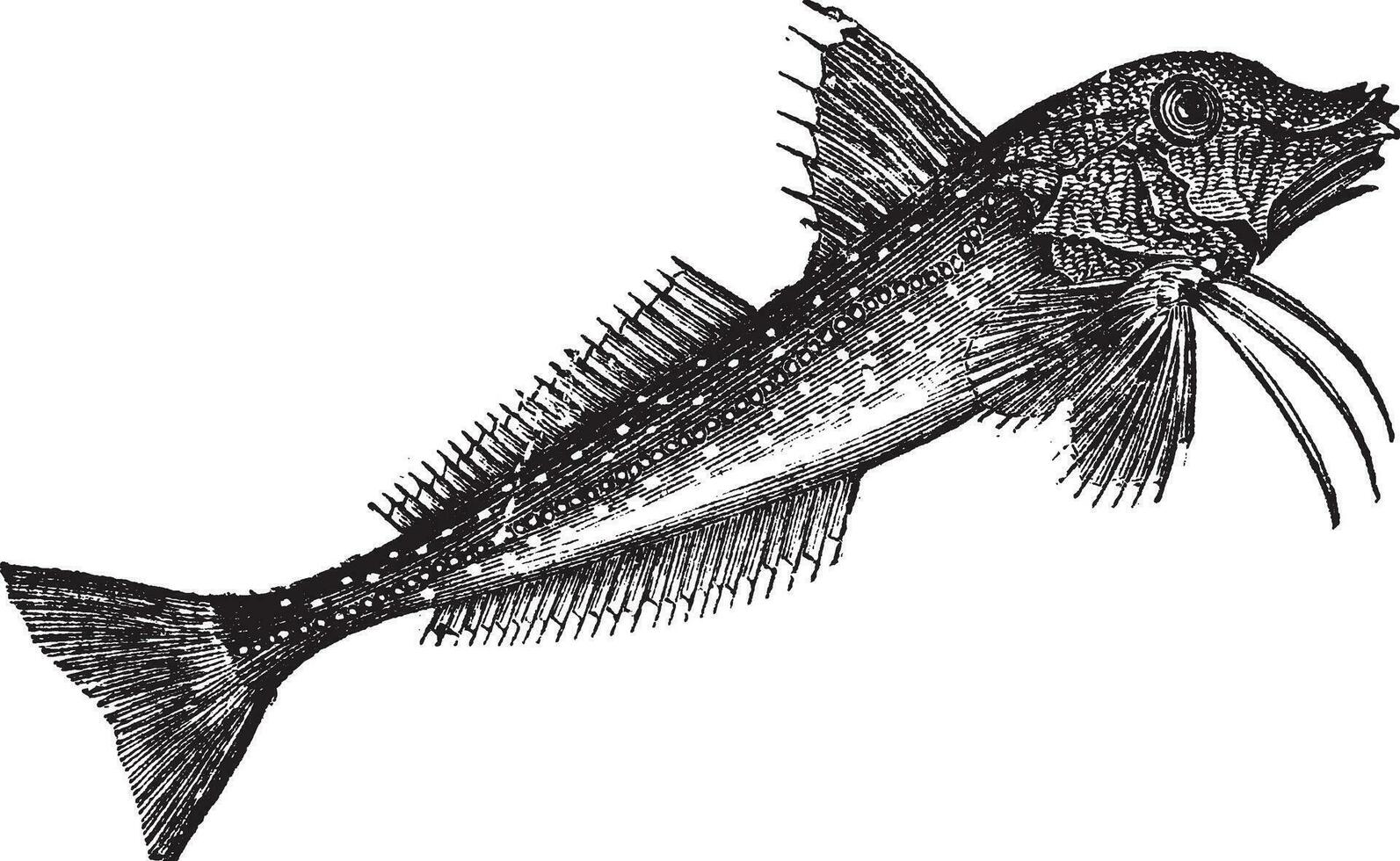 Grey Gurnard Trigla gurnardus or Sea robinvintage engraving vector