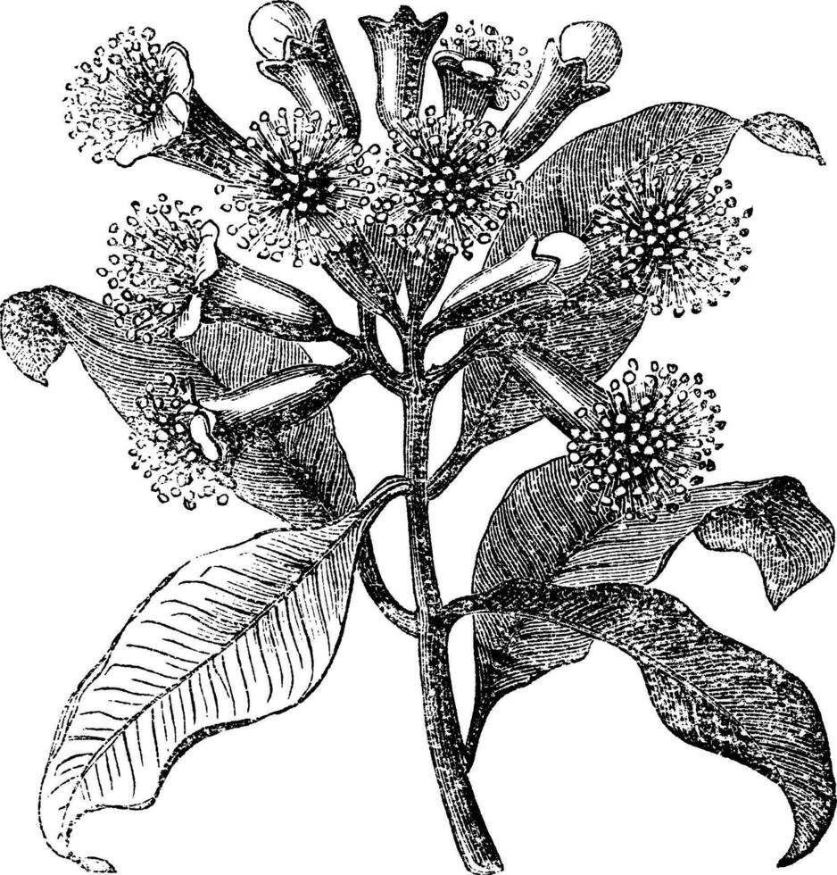 Cloves or Syzygium aromaticum vintage engraving vector