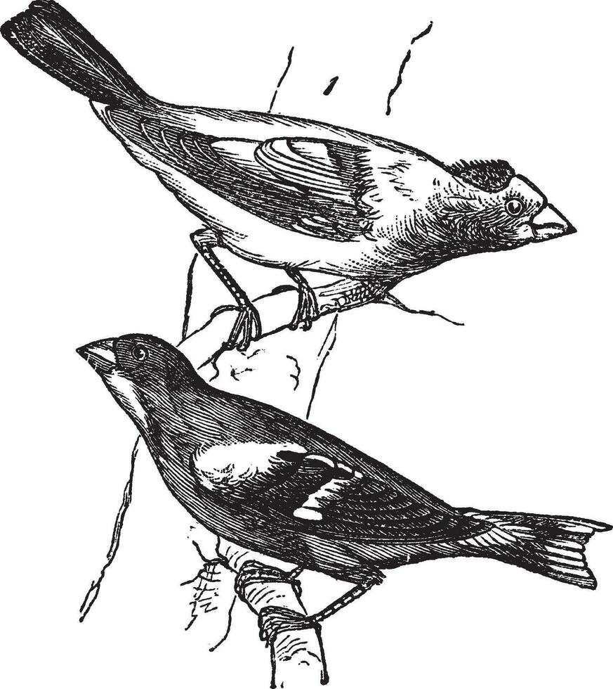 Evening grosbeak Hesperiphona vespertina or Finch 1.Male 2. Female vintage engraving vector