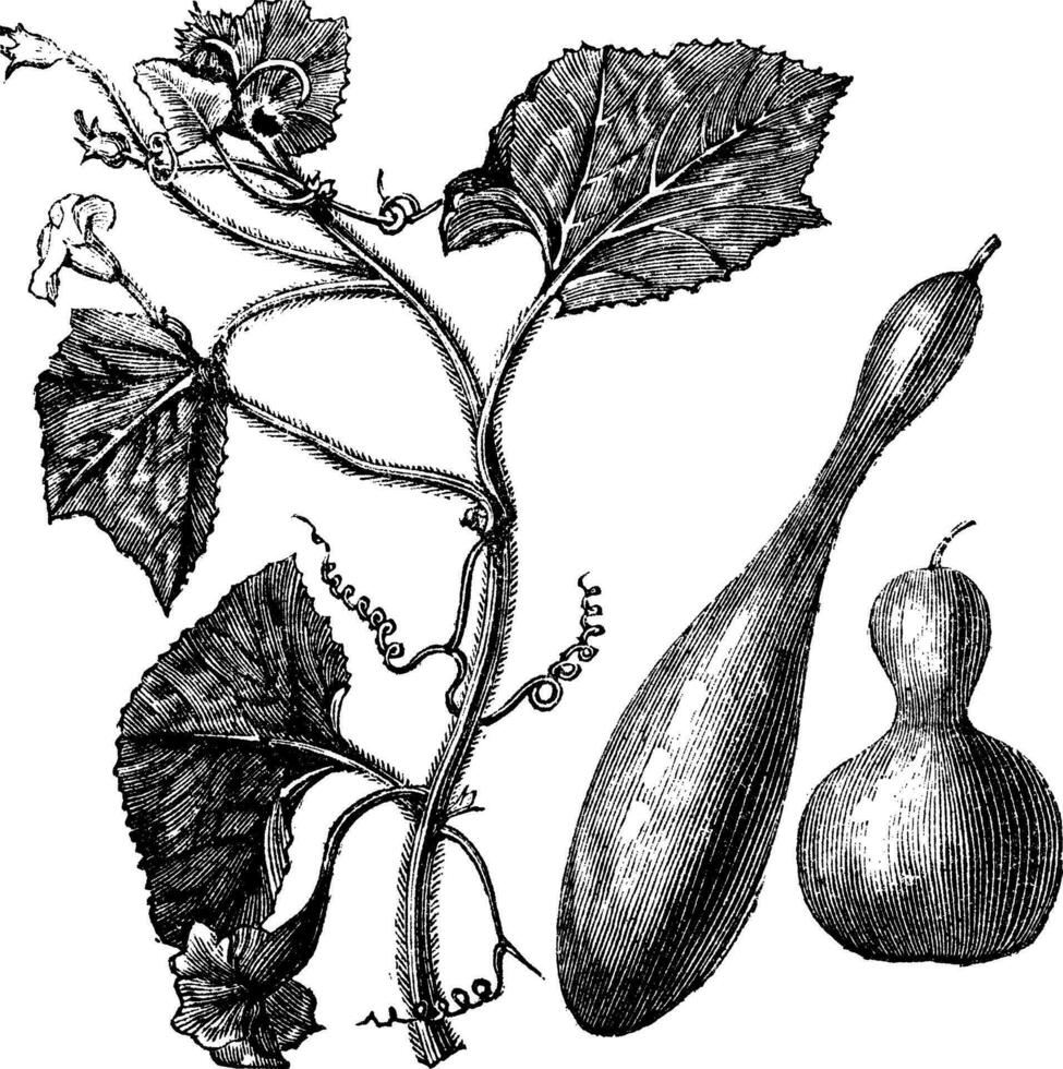 Calabash or Lagenaria vulgaris vintage engraving vector