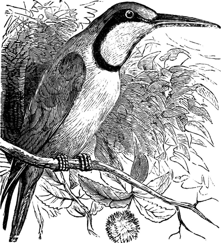 European Bee-eater Merops nubicus vintage engraving vector