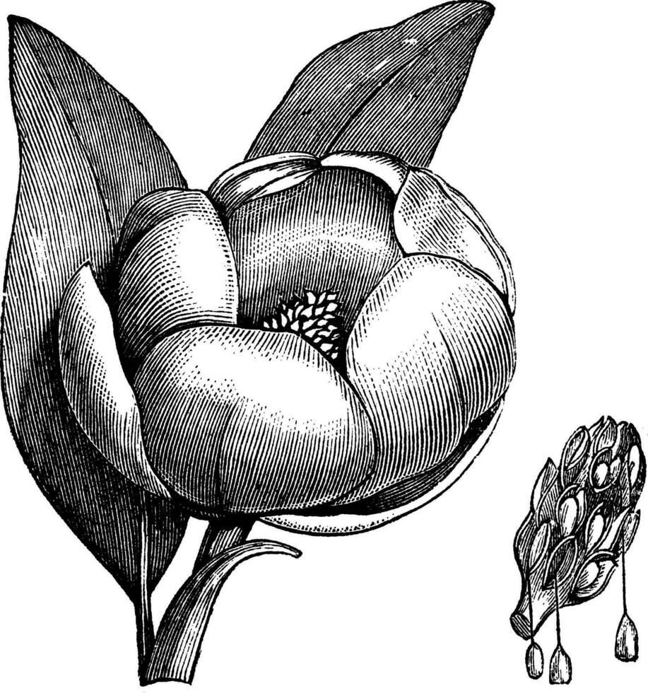 Sweetbay magnolia o magnolia virginiana Clásico grabado vector