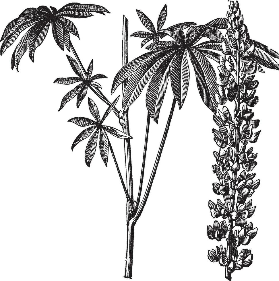 Large-leaved lupine or Lupinus polyphyllus vintage engraving vector
