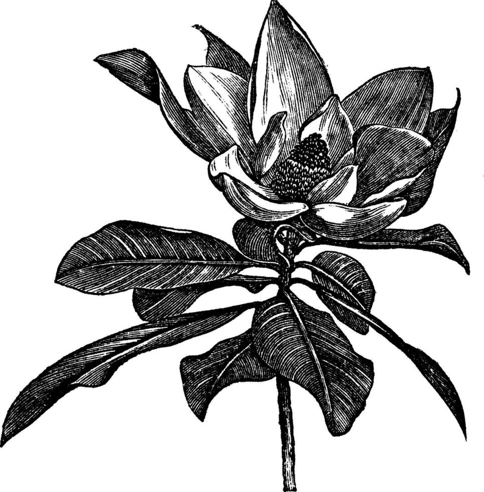 Southern magnolia or Magnolia grandiflora vintage engraving vector