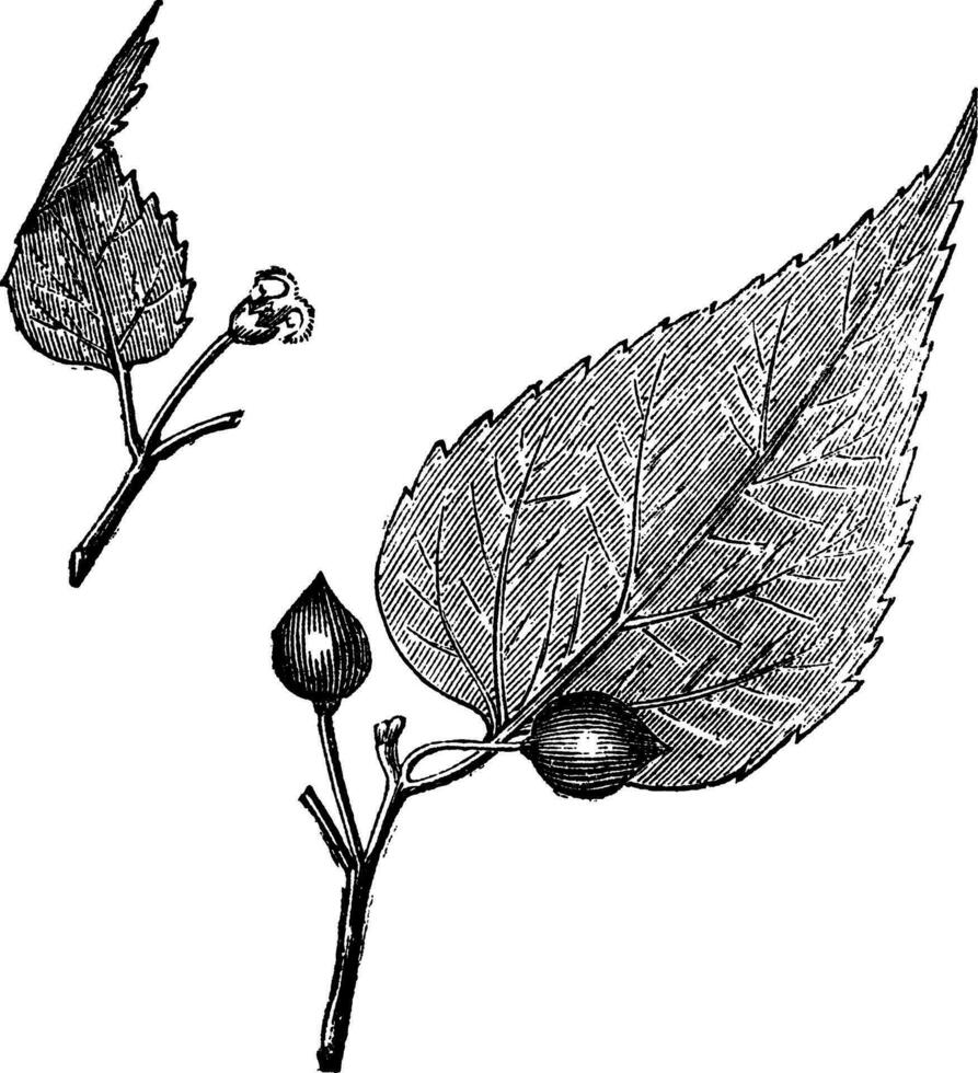 Virginia hackberry Celtis occidentalis or nettletree, vintage engraving. vector