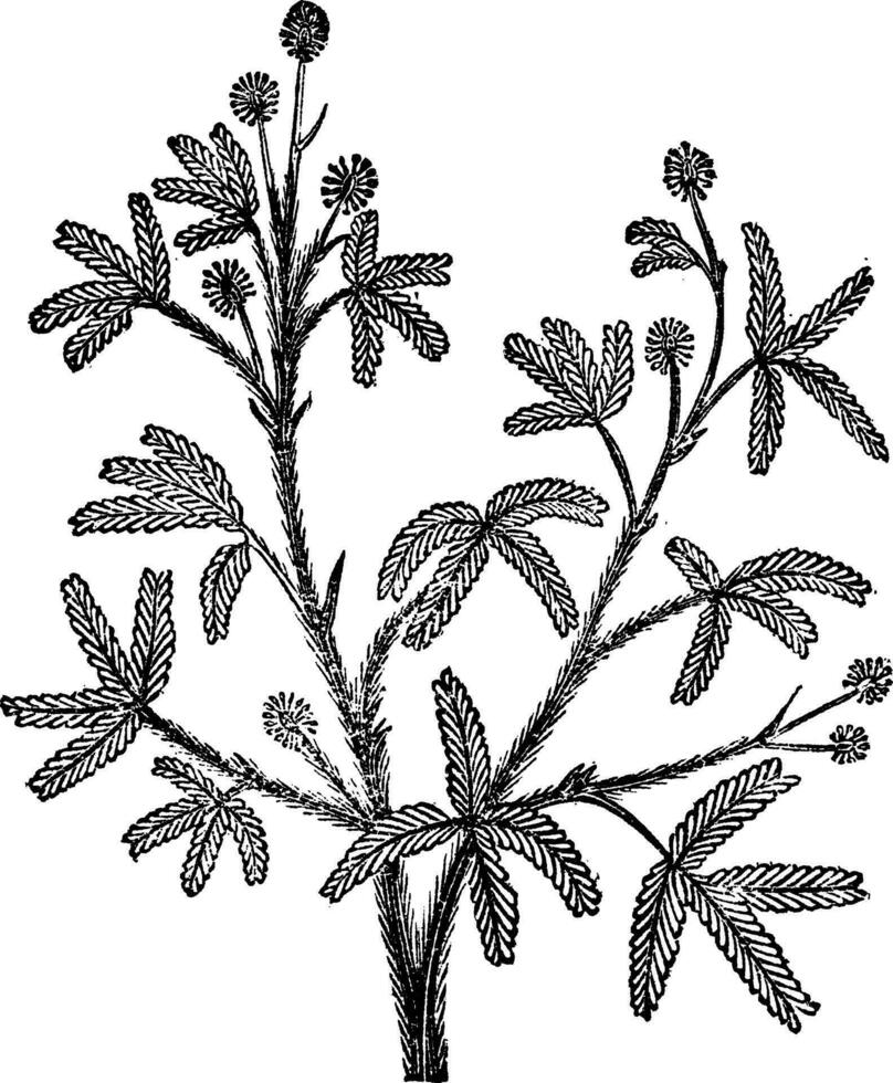 sensitive Mimosa pudica, vintage engraving. vector