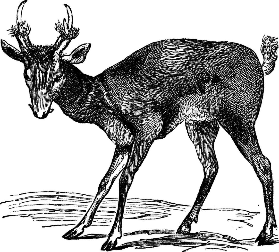 Common muntjac cervulus vaginalis or Barking deer, vintage engraving vector