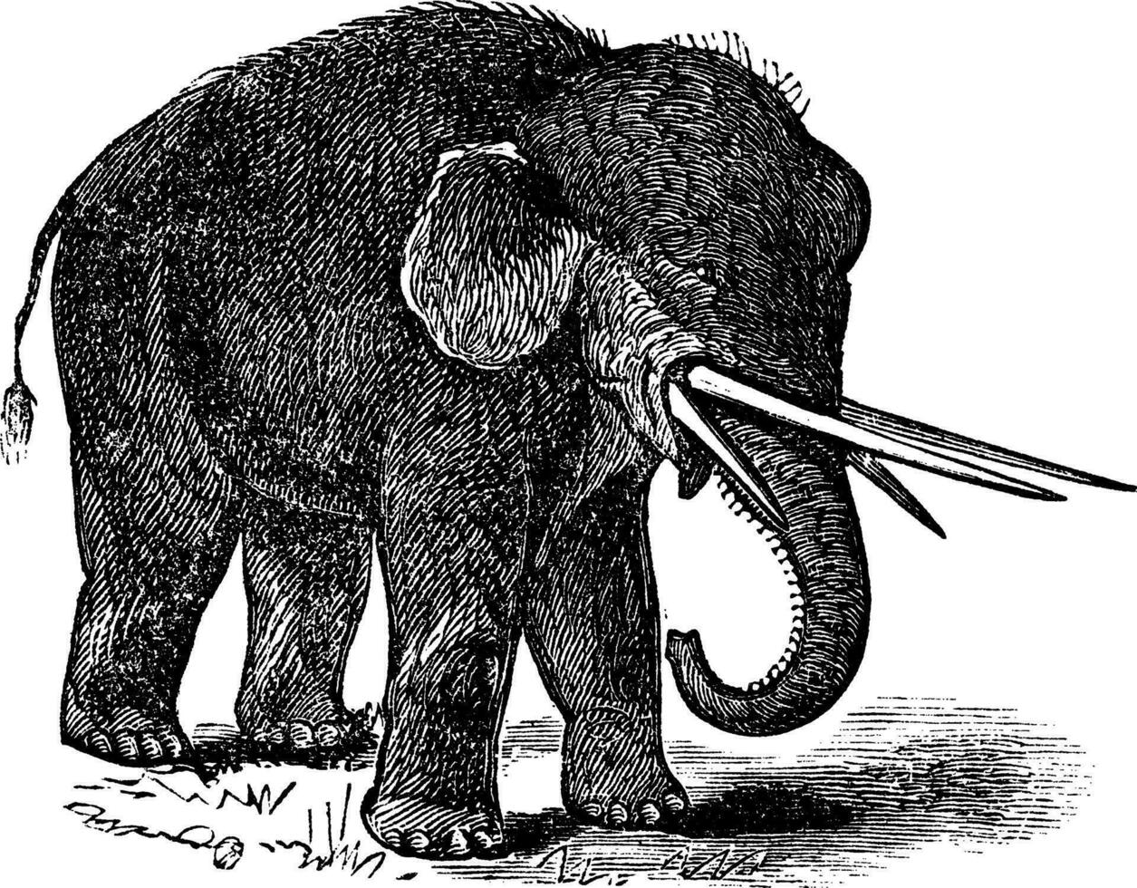 American mastodon or Mammut americanum vintage engraving vector