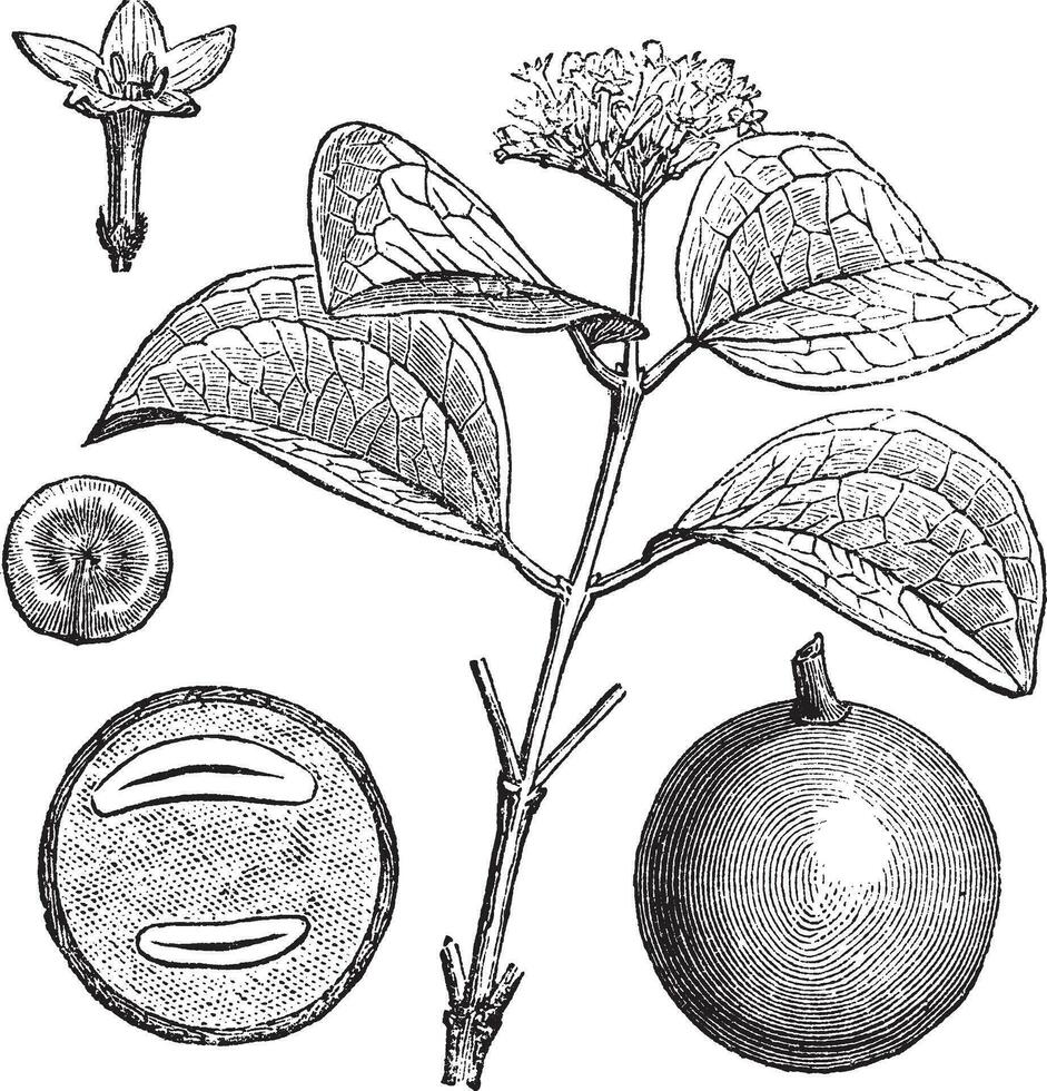 estricnina árbol o strychnos nux-vomica, Clásico grabado ilustración vector