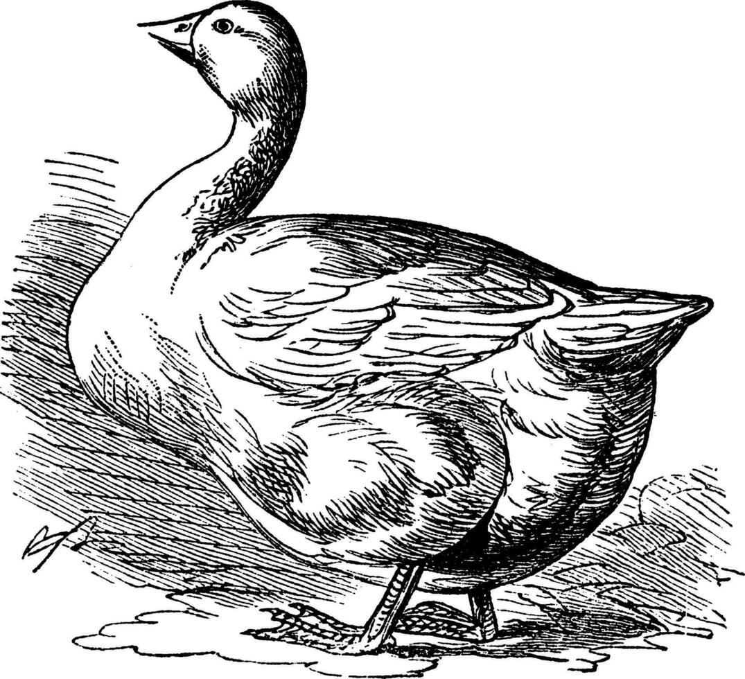 Bremen Goose, vintage engraving vector