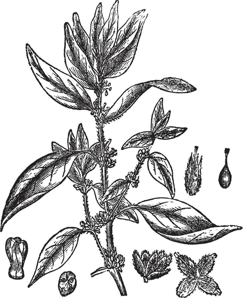 hierba exánime o pelitorio-de-la-pared o parietaria officinalis, Clásico grabado vector
