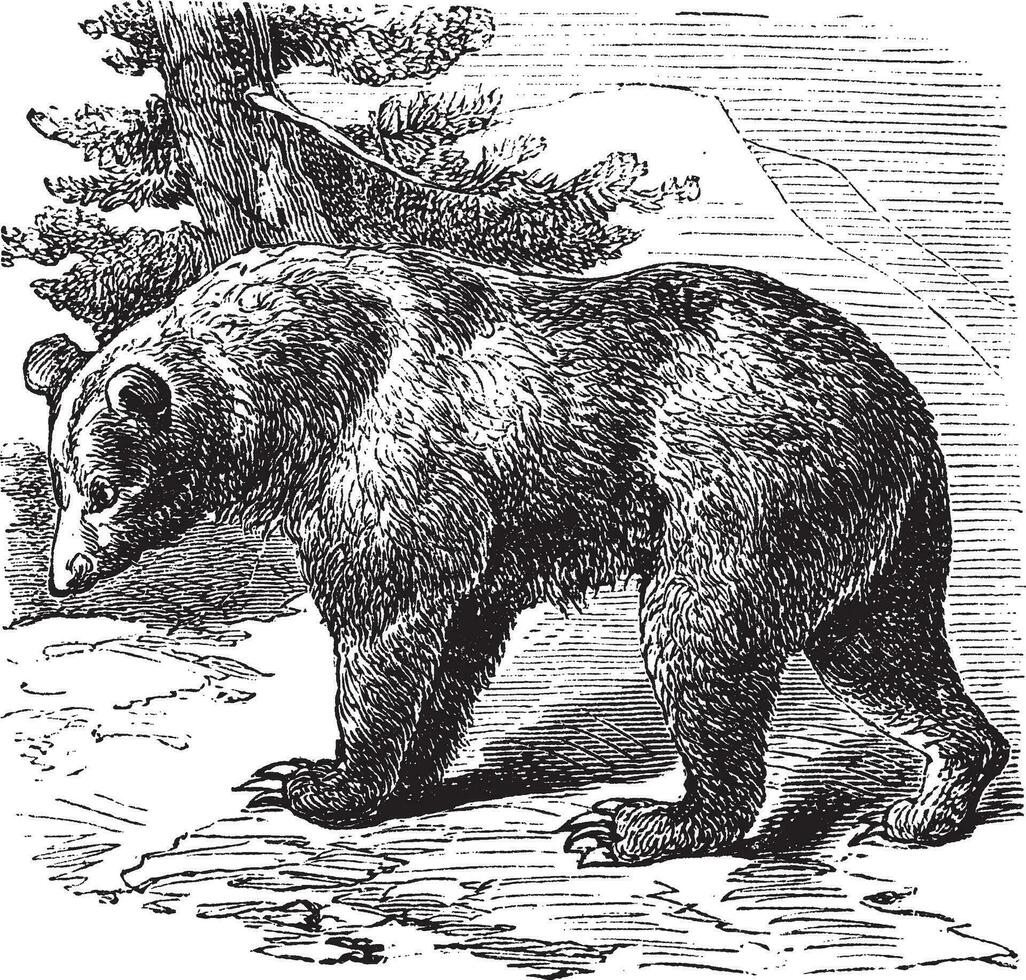 canela oso ursus occidental, Clásico grabado vector