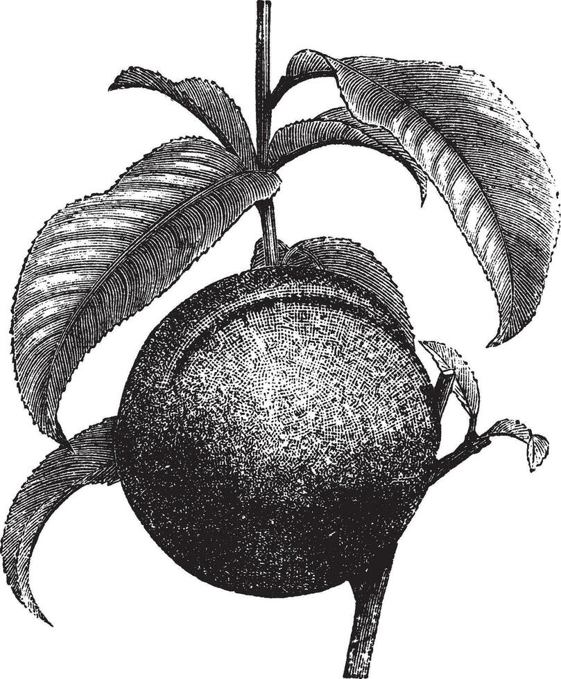 Peach or Prunus persica, vintage engraving vector