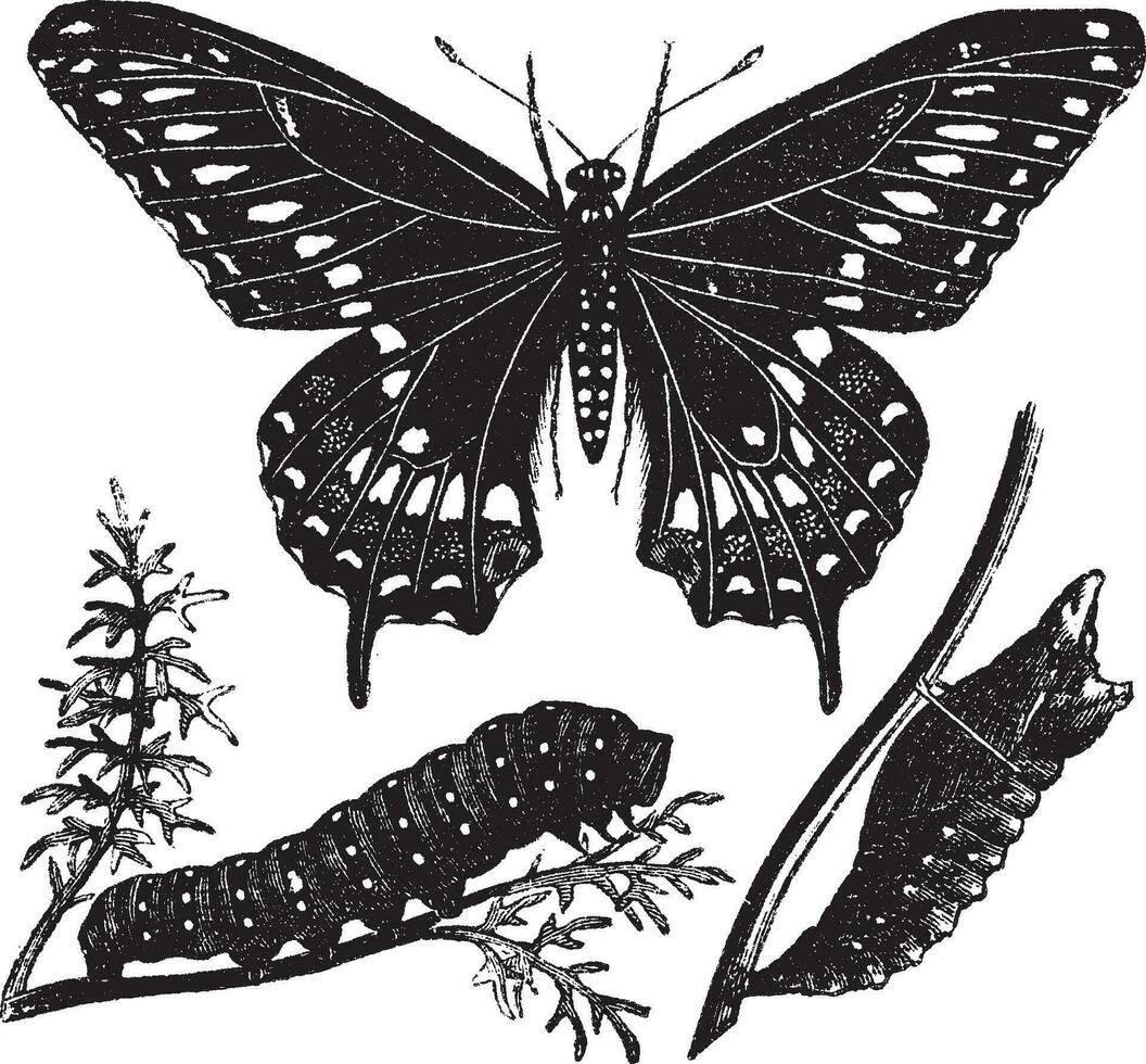 Black Swallowtail Butterfly or Papilio polyxenes, vintage engraving vector