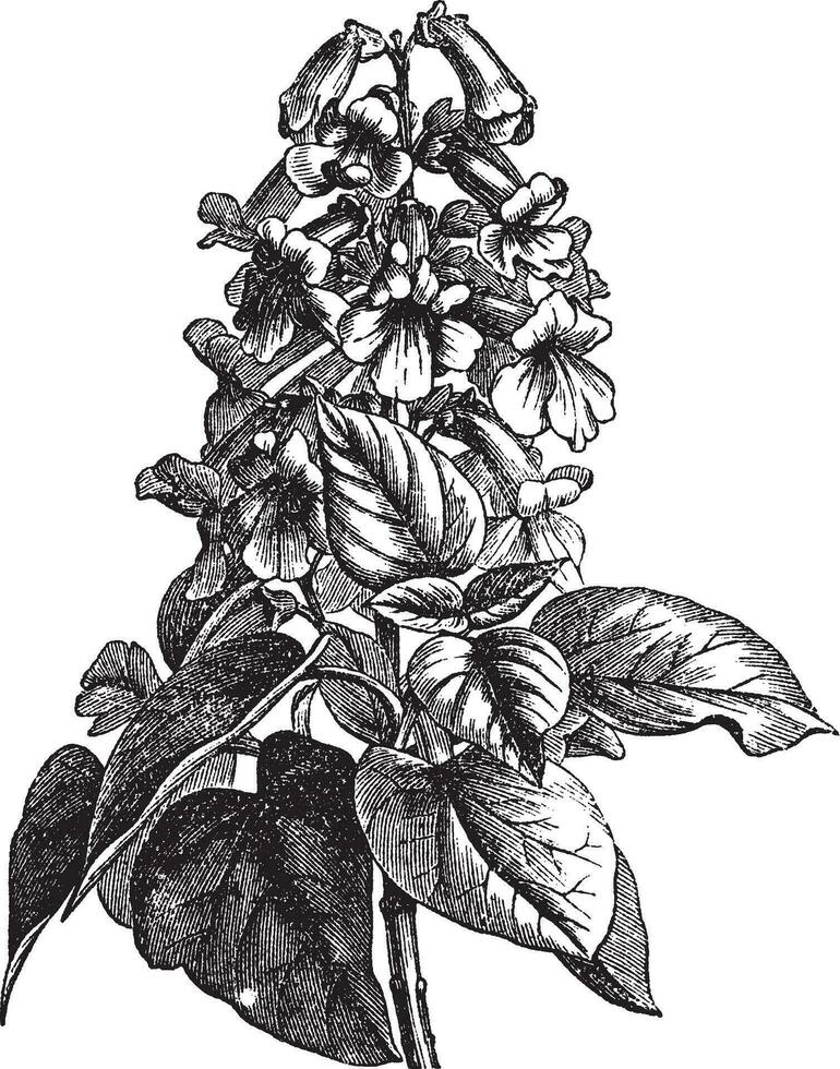 Paulownia or Paulownia sp., vintage engraving vector