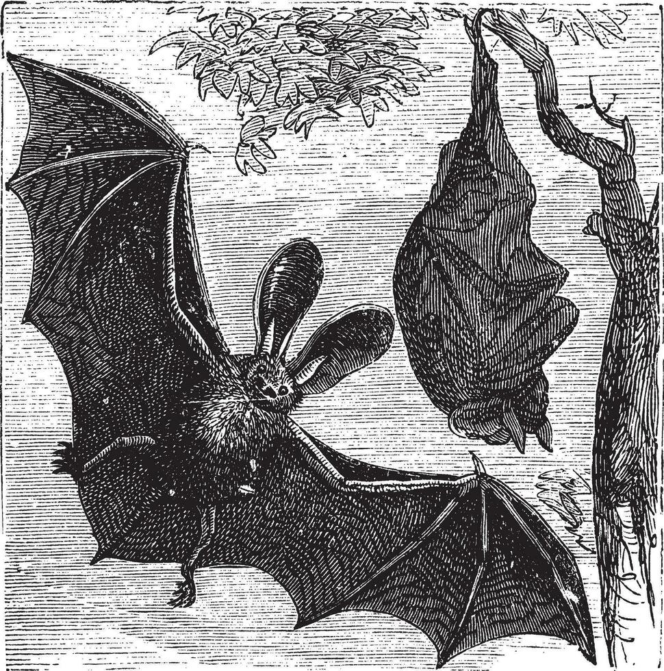 Brown long-eared bat or common long-eared bat, Plecotus auritus, vintage engraving vector