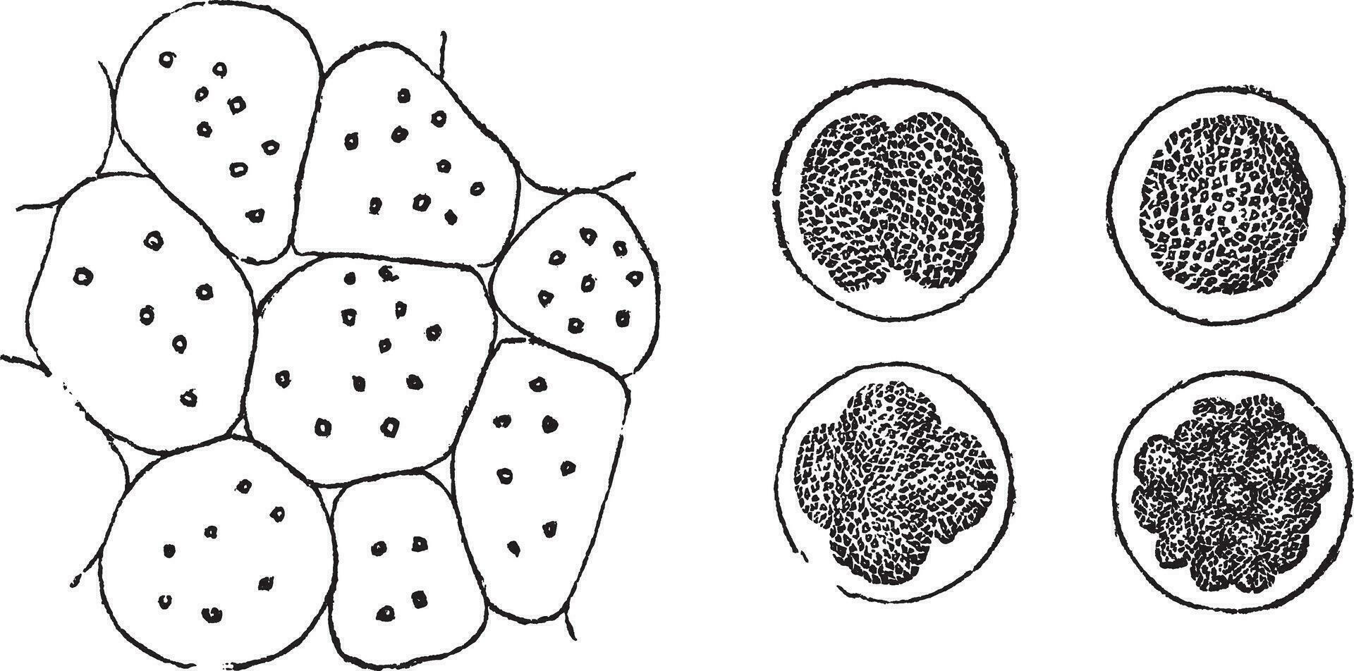 Cell Division, vintage engraving vector