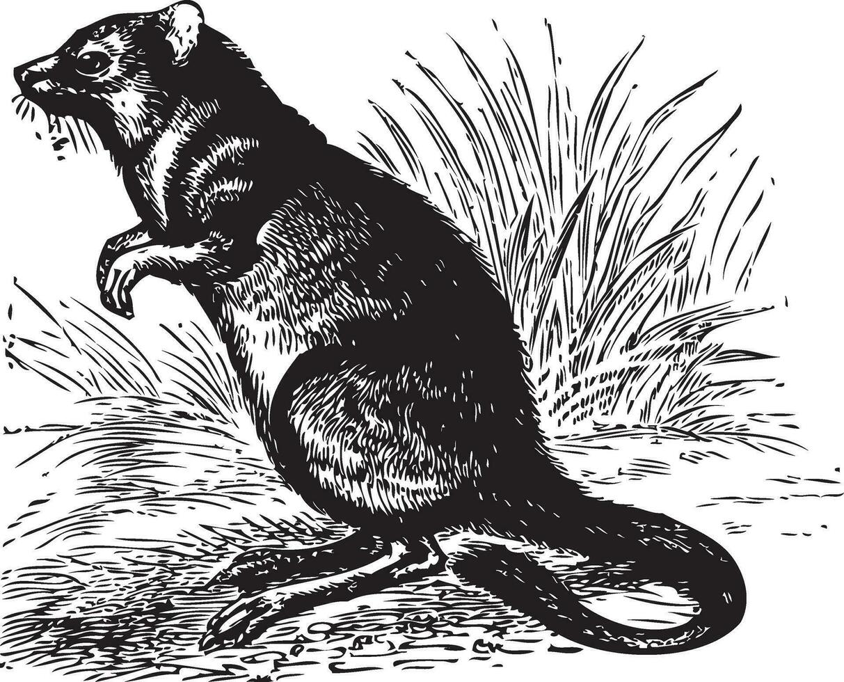 Long-nosed Potoroo or Potorous tridactylus vintage engraving vector