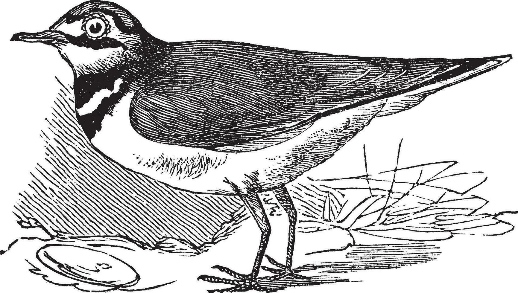 Ringed Plover or Charadrius hiaticula, vintage engraving vector