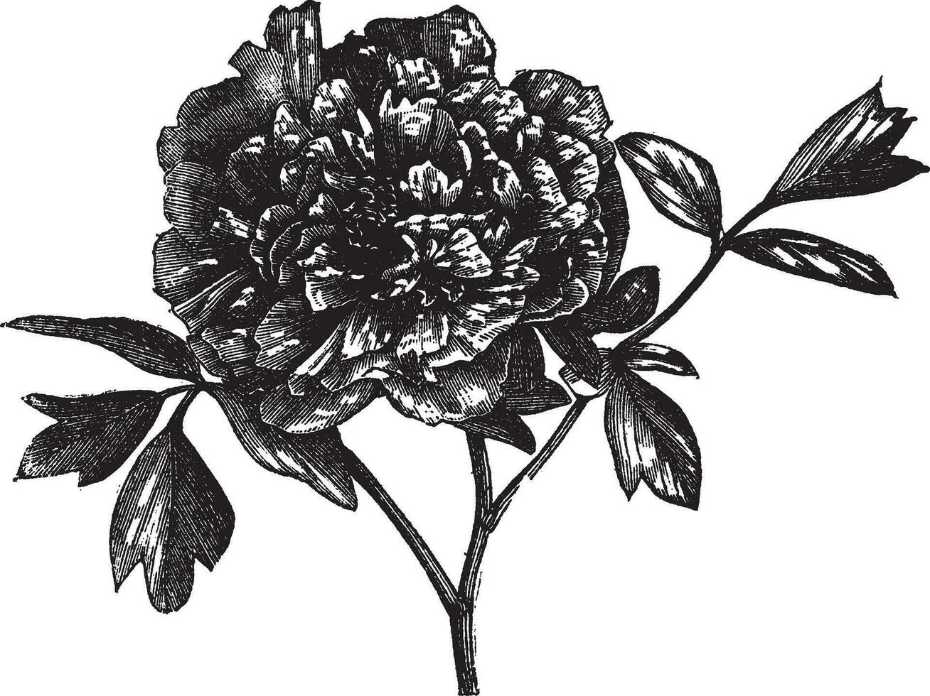 Tree peony Paeonia Moutan, vintage engraving. vector