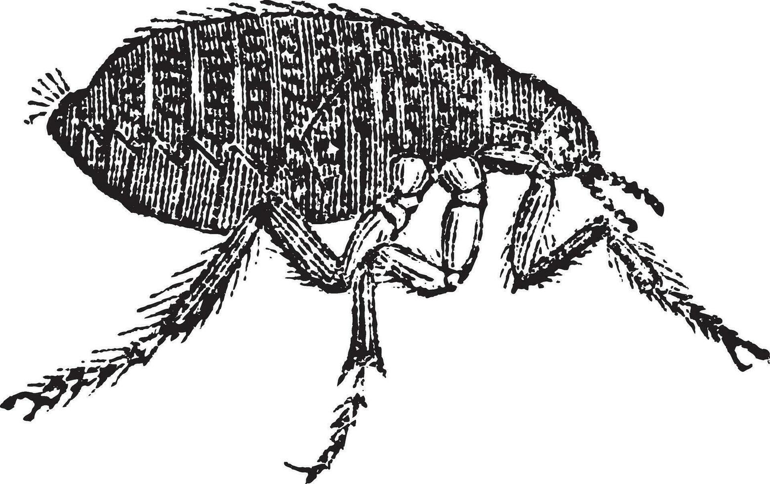 Human flea or Pulex irritans vintage engraving vector