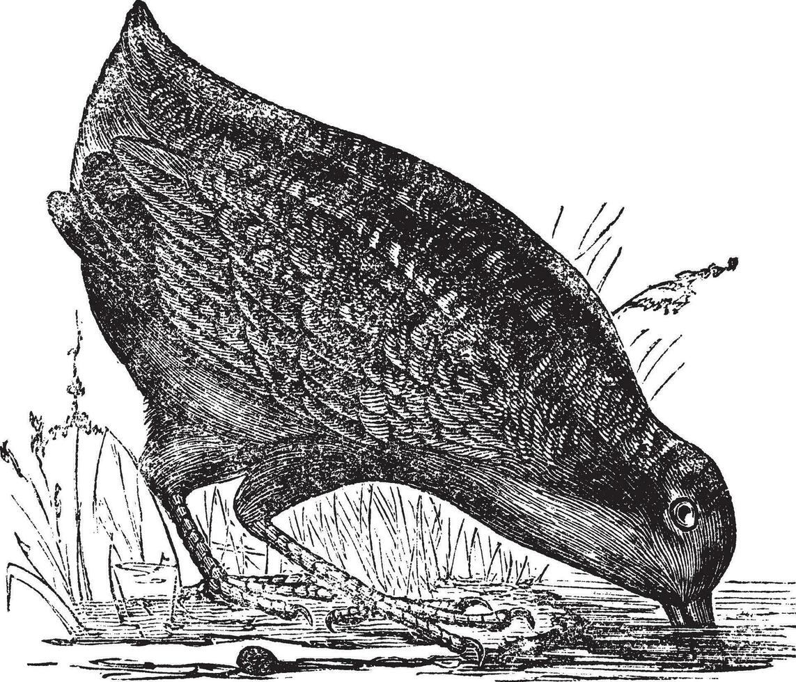 Philohela minor or American Woodcock, vintage engraving vector