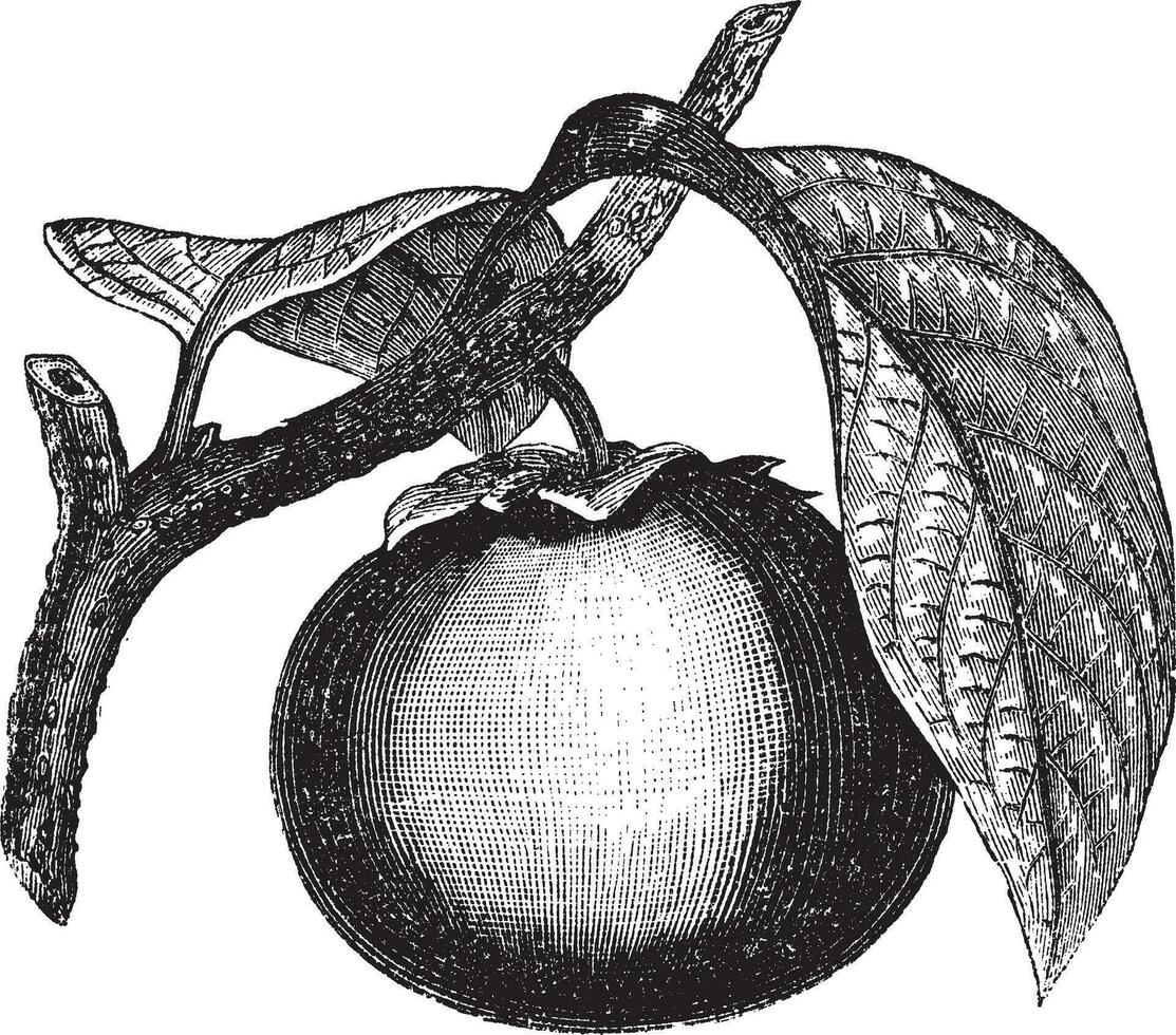 Japanese Persimmon or Diospyros kaki, vintage engraving vector