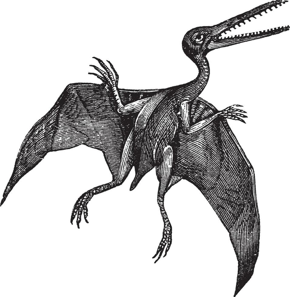 Pterodactylus or Pterodactylus antiquus vintage engraving vector
