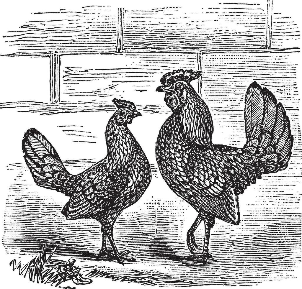Two Bantam chicken vintage engraving vector