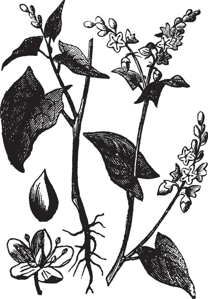 Buckwheat or Fagopyrum esculentum vintage engraving vector