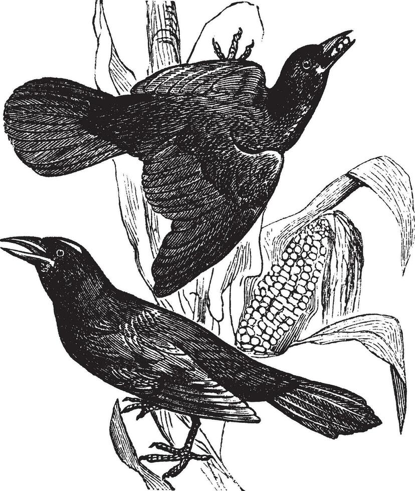 Purple grackle. Quiscalus versicolor. - 1. Female. 2. Male, vintage engraving. vector