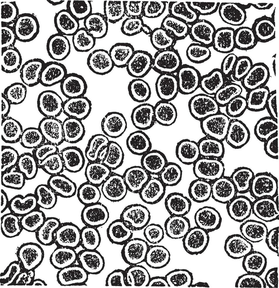 rojo sangre células o eritrocitos Clásico grabado vector