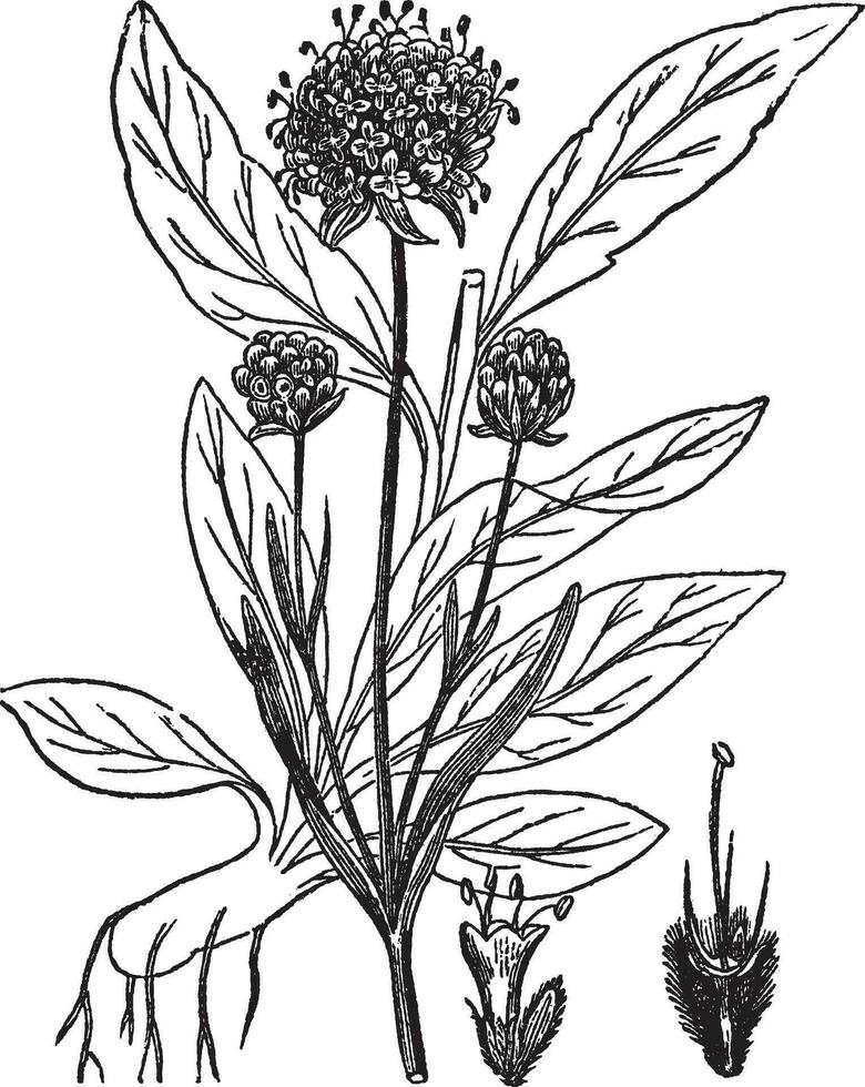 Scabiosa Succisa, vintage engraving. vector