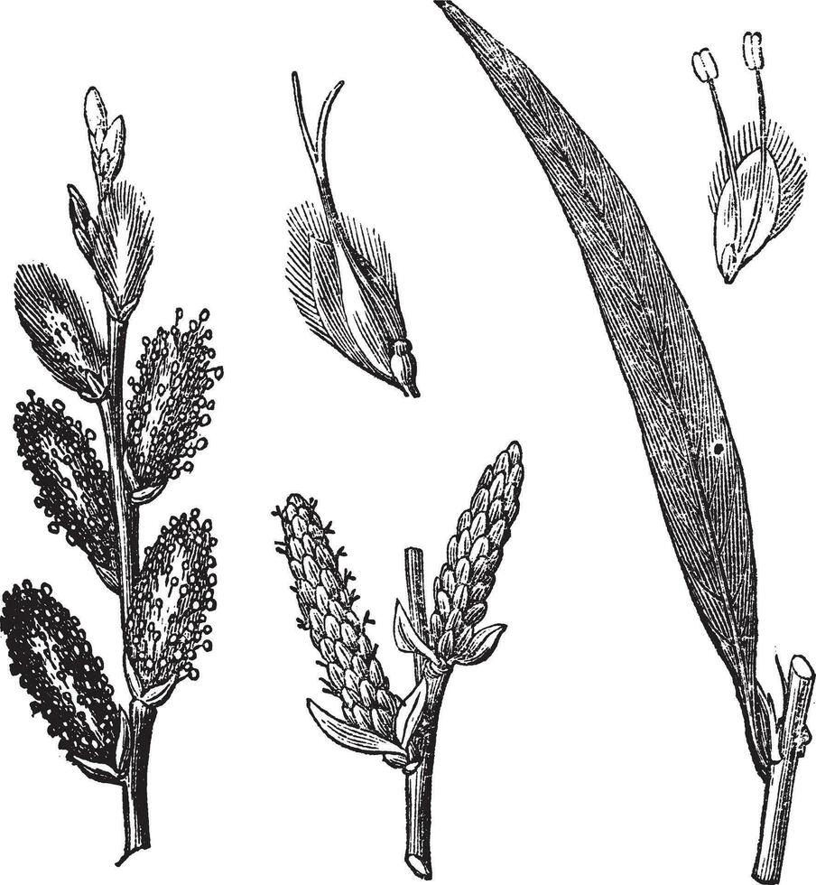 Common Osier or Salix viminalis vintage engraving vector