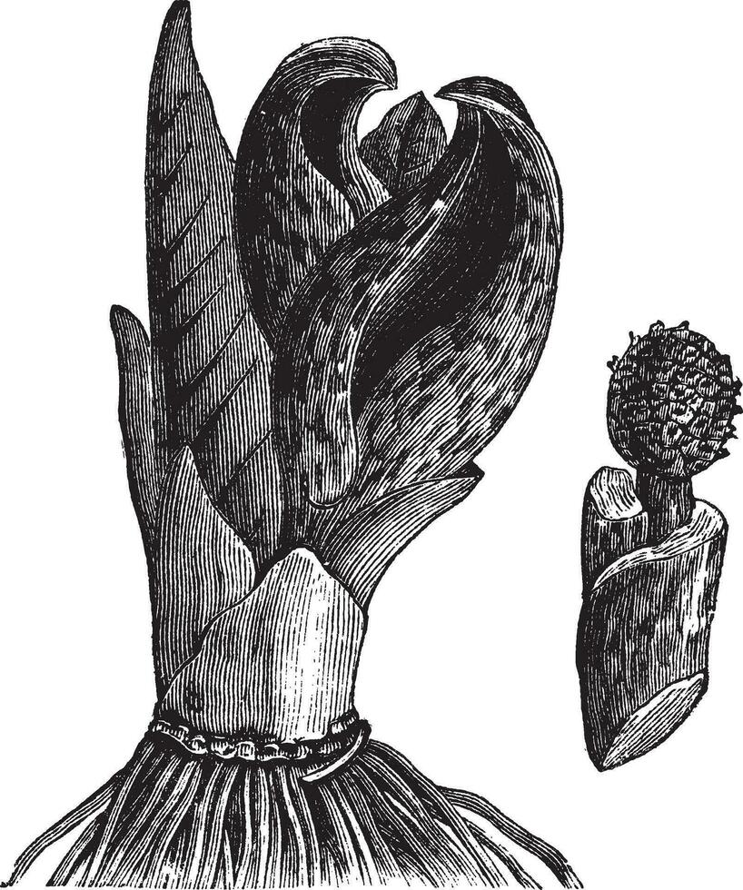 Skunk cabbage Symplocarpus foetidus or Eastern Skunk Cabbage, vintage engraving. vector