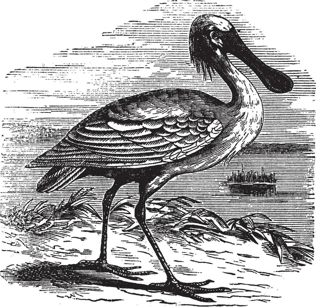 Eurasian Spoonbill or Platalea leucorodia vintage engraving vector