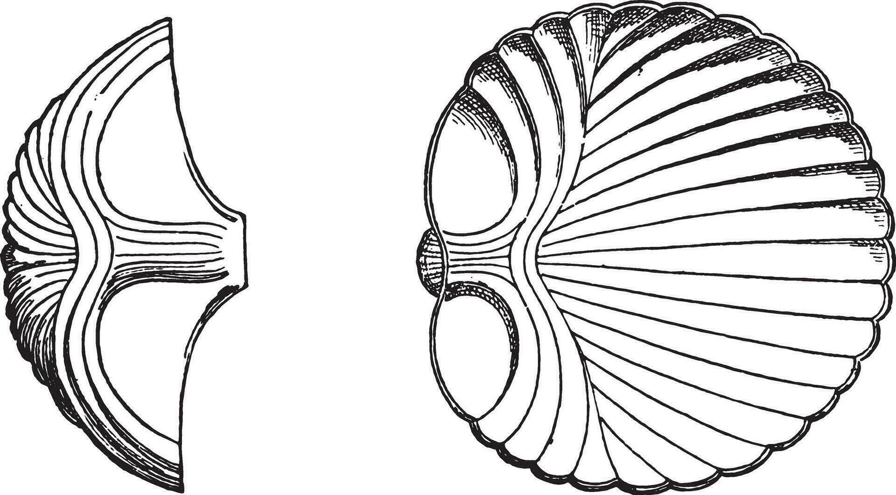 Pastry mold, vintage engraving. vector