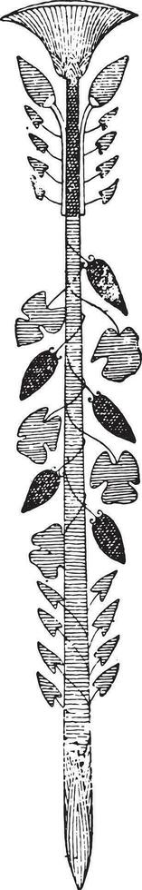 Papyrus, vintage engraving. vector