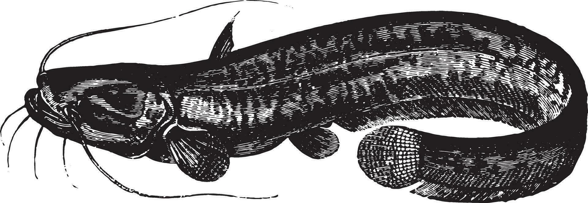 Glanis, vintage engraving. vector