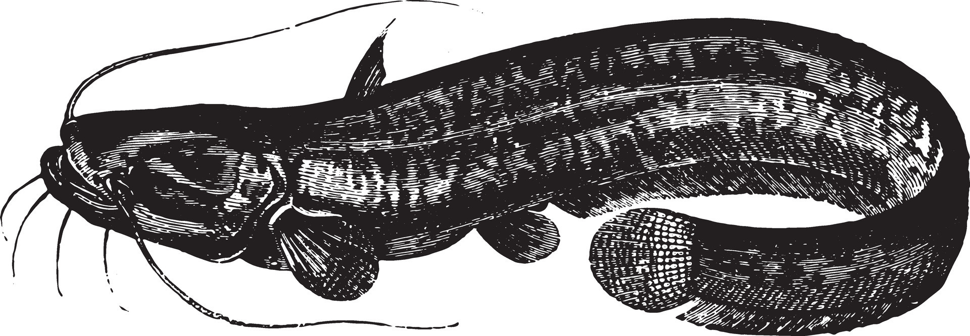 Glanis, vintage engraving. 35036945 Vector Art at Vecteezy