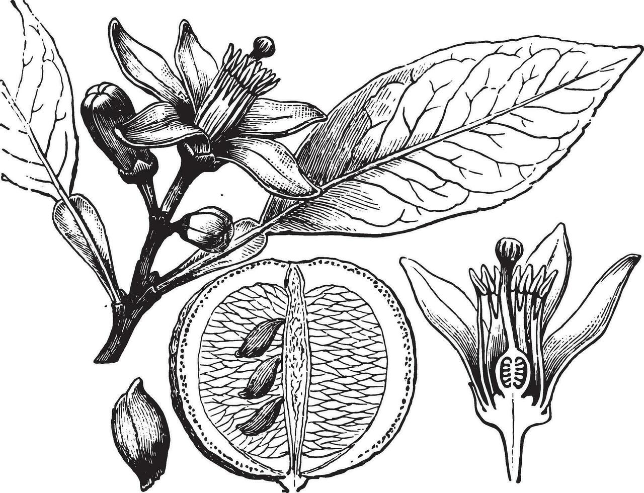 Orange, vintage engraving. vector