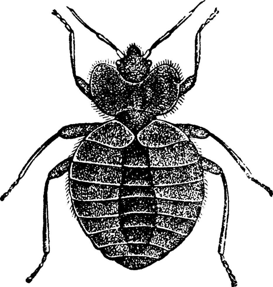 Bed bugs, vintage engraving. vector
