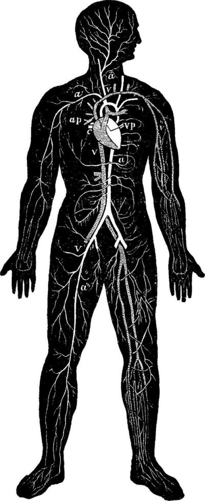 visión de conjunto de el circulatorio sistema de hombre, Clásico grabado. vector