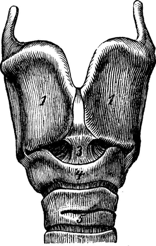 Larynx, vintage engraving. vector