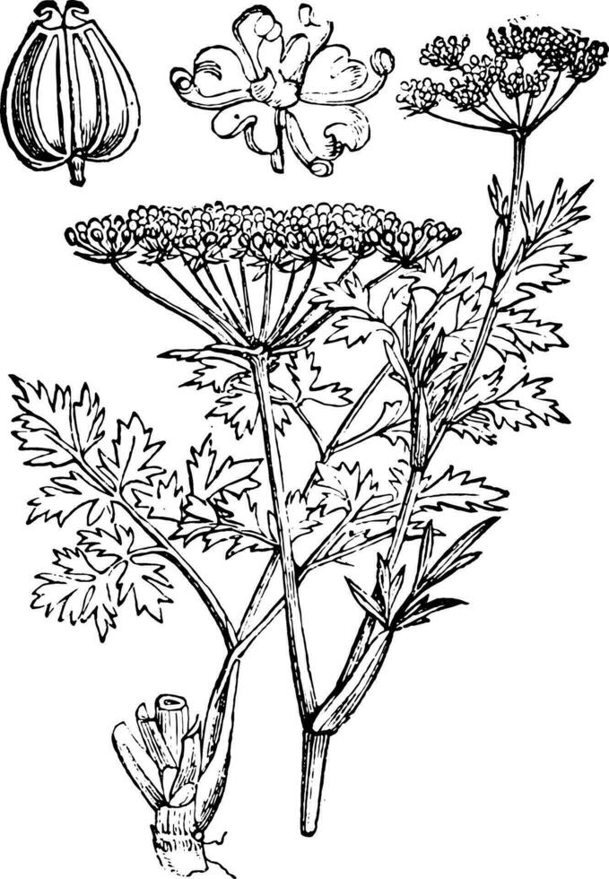 Parsley or garden parsley, vintage engraving. vector