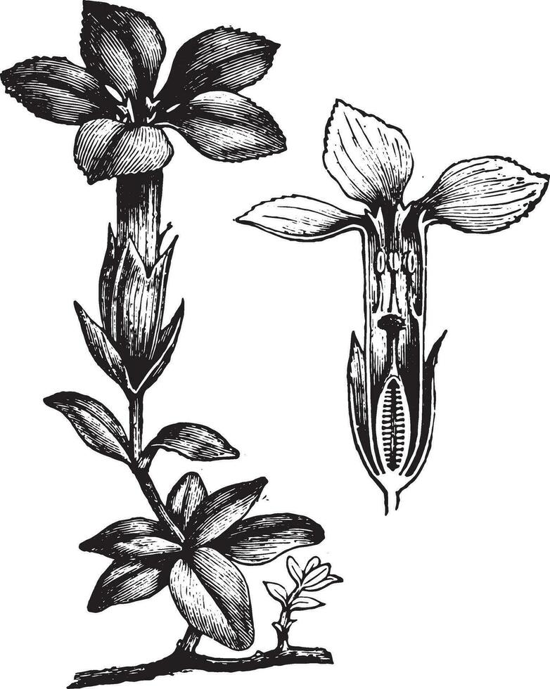 Gentiana, vintage engraving. vector